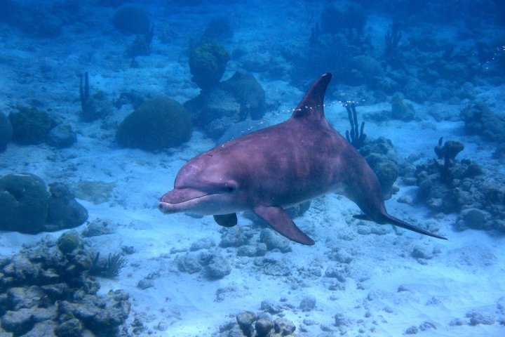 a fish swimming under water