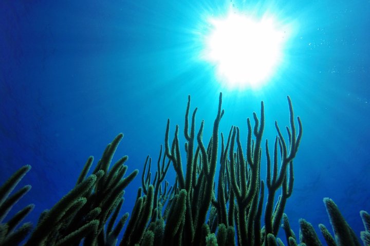 underwater view of a coral