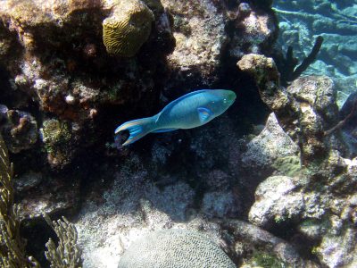 a close up of a large rock in a pool of water
