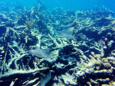 underwater view of a coral