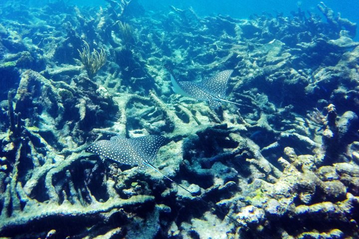 underwater view of a coral